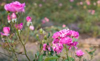 Visita guiada ao Roseiral revela sutilezas das flores