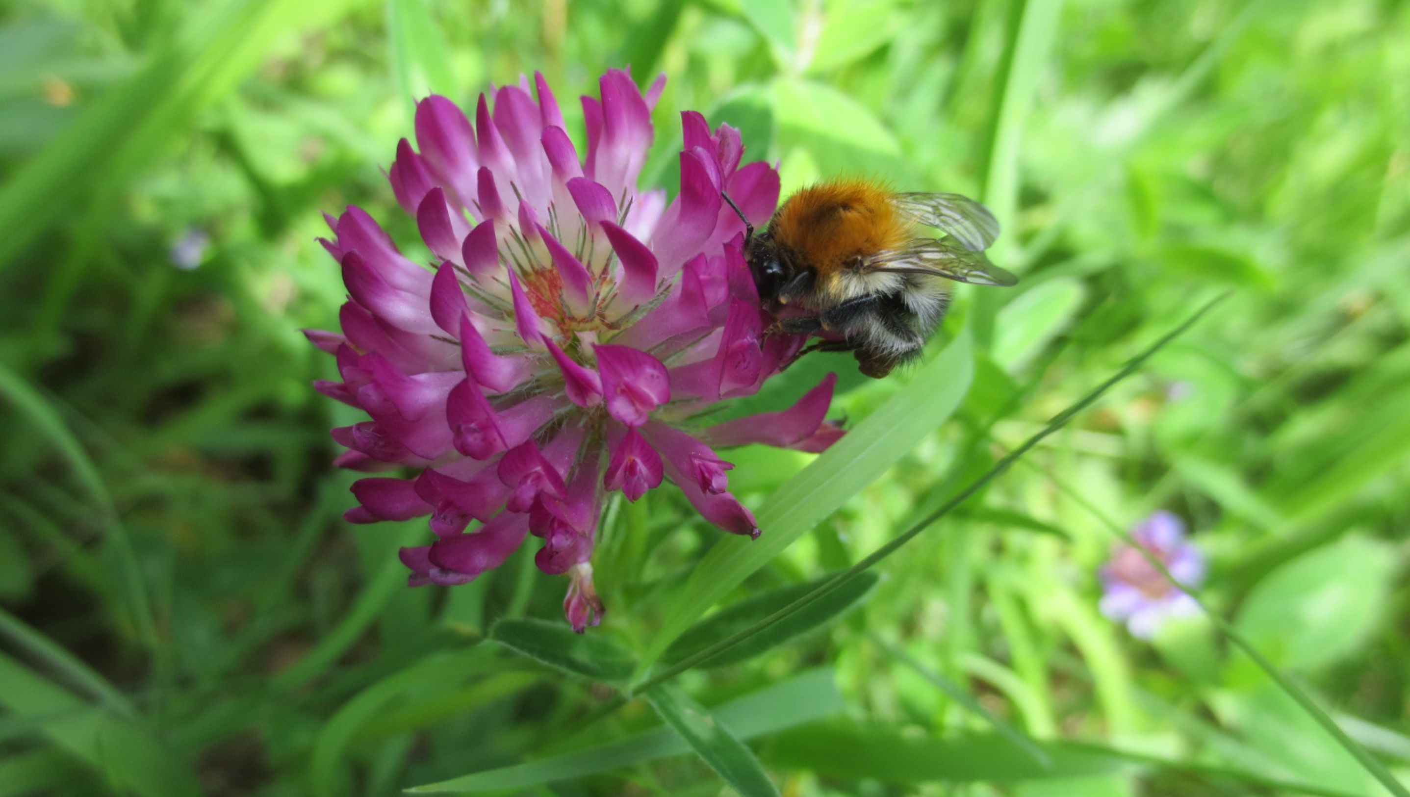Visitando flores e transportando pólen em paisagens fragmentadas