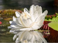 XXXII Seminário PIBIC CNPq-JBRJ acontece em 4 e 5 de julho