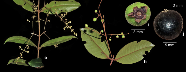 0029-2024 - Extended description and taxonomic notes .png