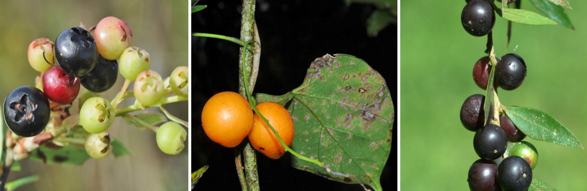Most Accessed Articles: Native fruits of Rio Grande do Sul, Brazil: richness and potential as food