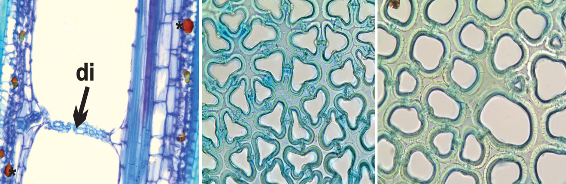 Vol especial Anatomia: Characterization and evolution of the aerenchyma diaphragm of the stem in Eleocharis