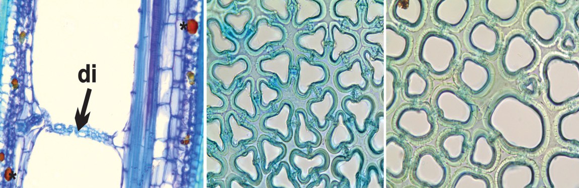Vol especial Anatomia: Characterization and evolution of the aerenchyma diaphragm of the stem in Eleocharis