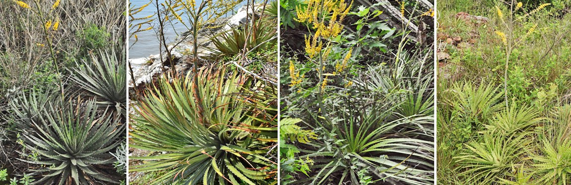 Vol especial Anatomia: Pollen morphology in “D. selloa complex”