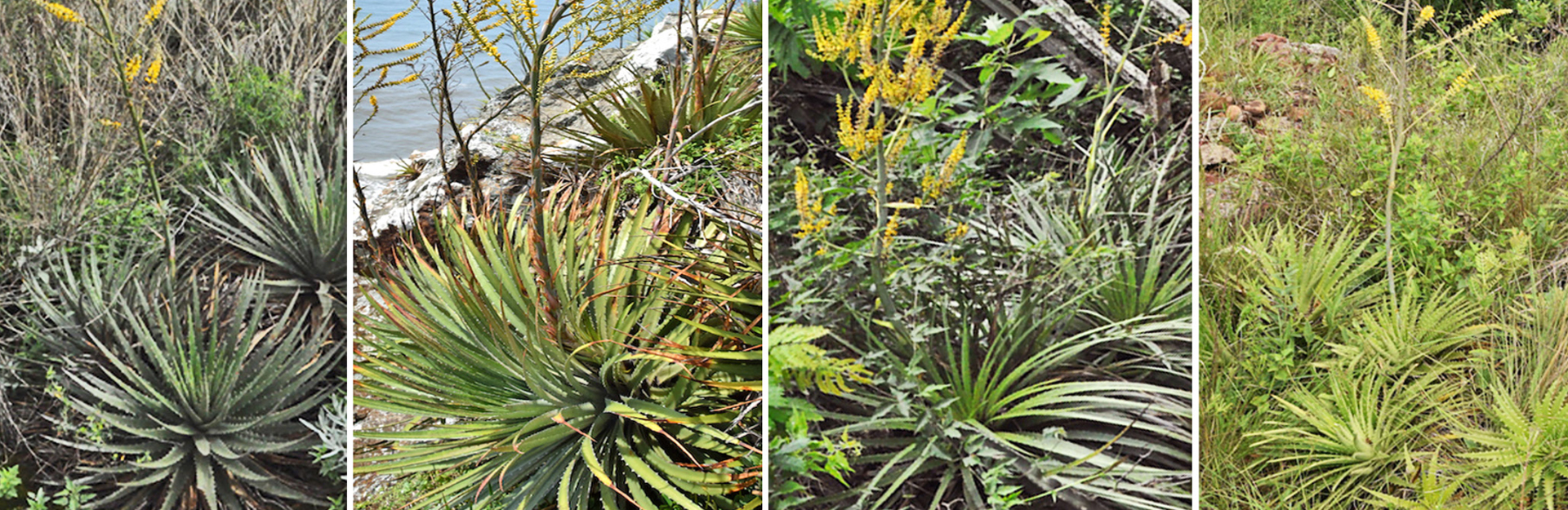 Vol especial Anatomia: Pollen morphology in “D. selloa complex”