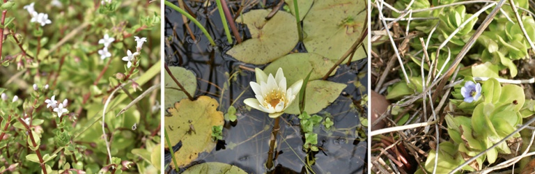 image_Flora_Phytophysiognomies _Atlantic_Forest .jpeg