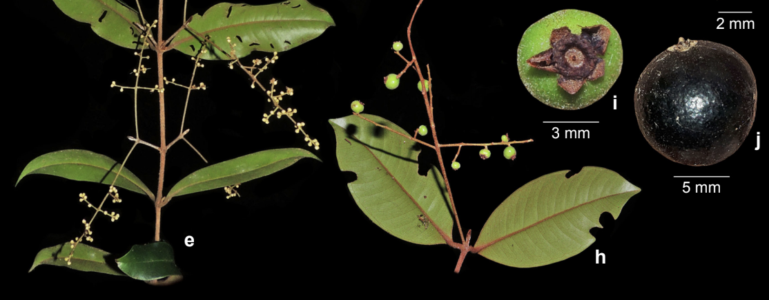 Novo artigo no Scielo: Extended description and taxonomic notes on two recently rediscovered Myrcia (Myrtaceae) in the Brazilian Atlantic Forest