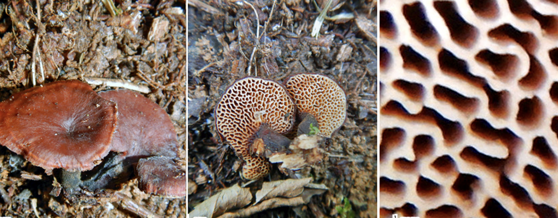 Novo artigo no Scielo: Six new records of polypores (Agaricomycetes, Basidiomycota) from Southeast Brazil (Atlantic Forest) and perspectives in basic mycological research