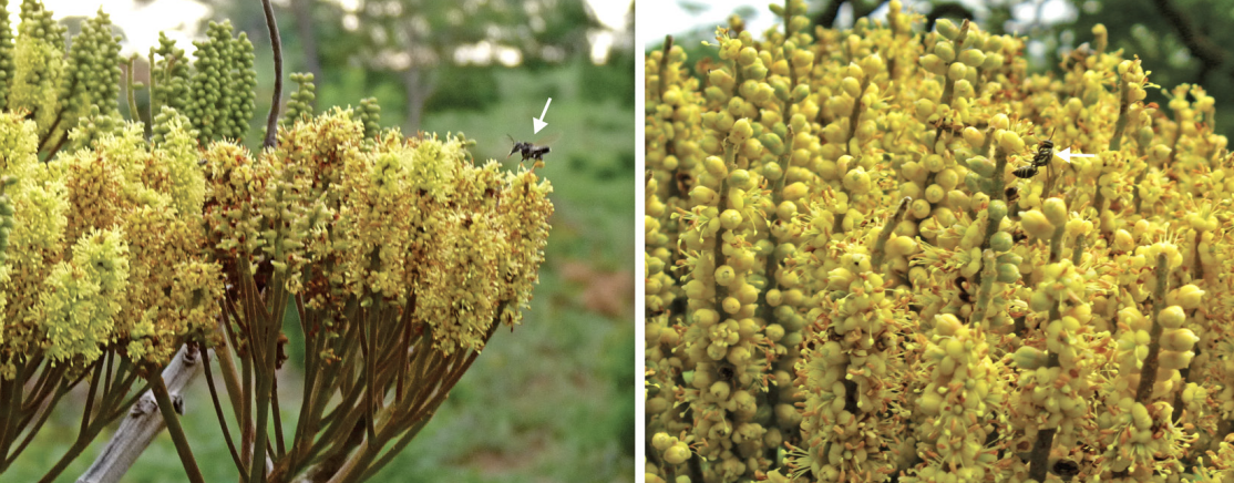 Novo artigo no Scielo: Reproductive success of the hybrid tree Dimorphandra wilsonii: implications for conservation