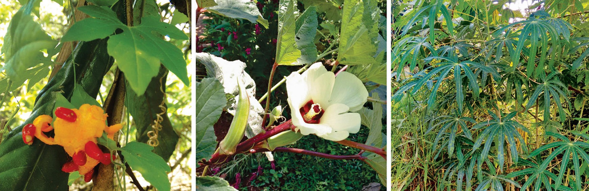 Mais acessados: Plantas alimentícias não convencionais (PANC) na comunidade rural de São José da Figueira, Durandé, Minas Gerais, Brasil.