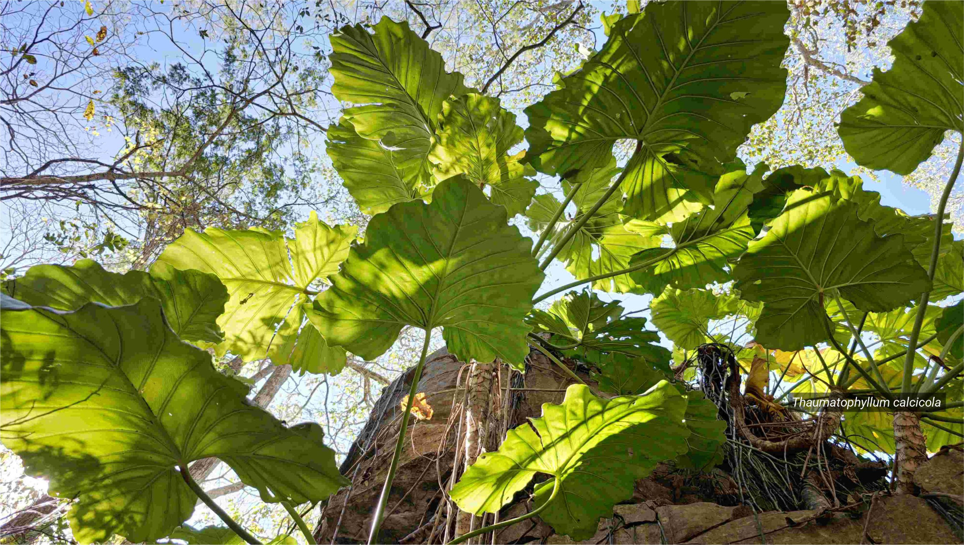 Nova espécie de planta é descoberta em área calcária na Bahia