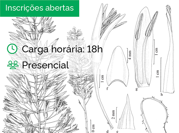 Ilustração Botânica - princípios e técnicas