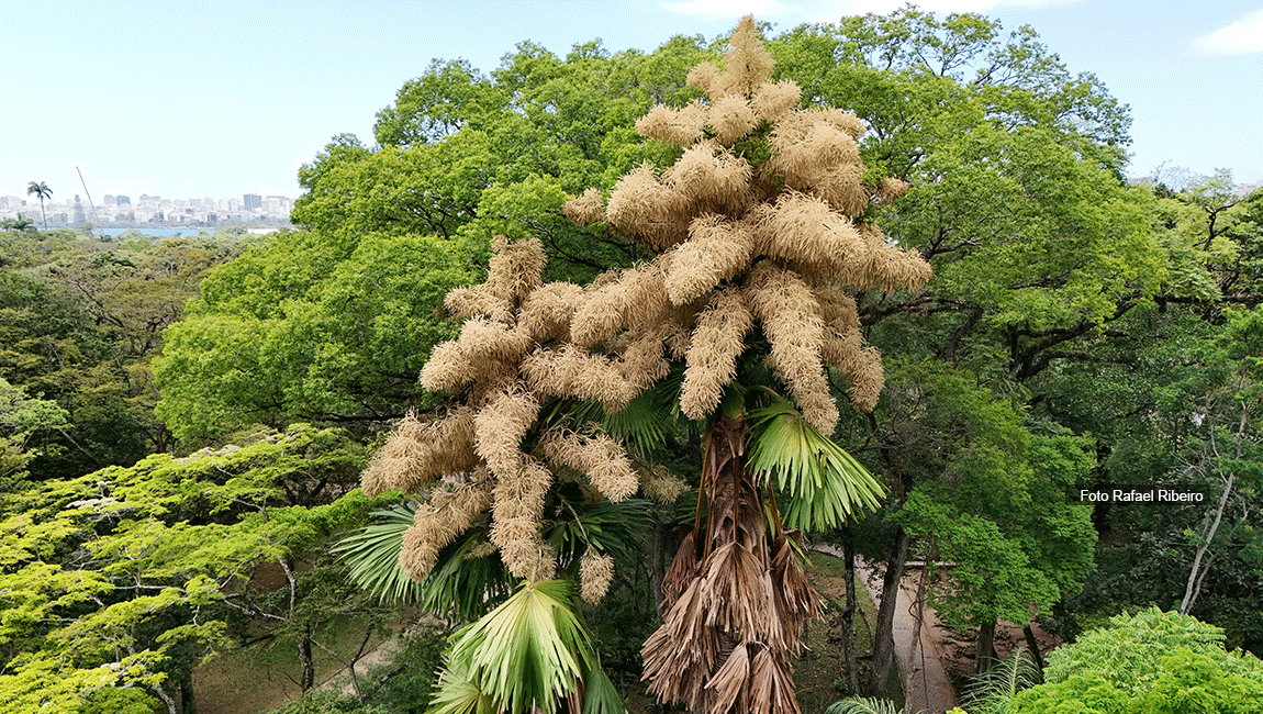 Floração rara de palmeira no Jardim Botânico do Rio de Janeiro