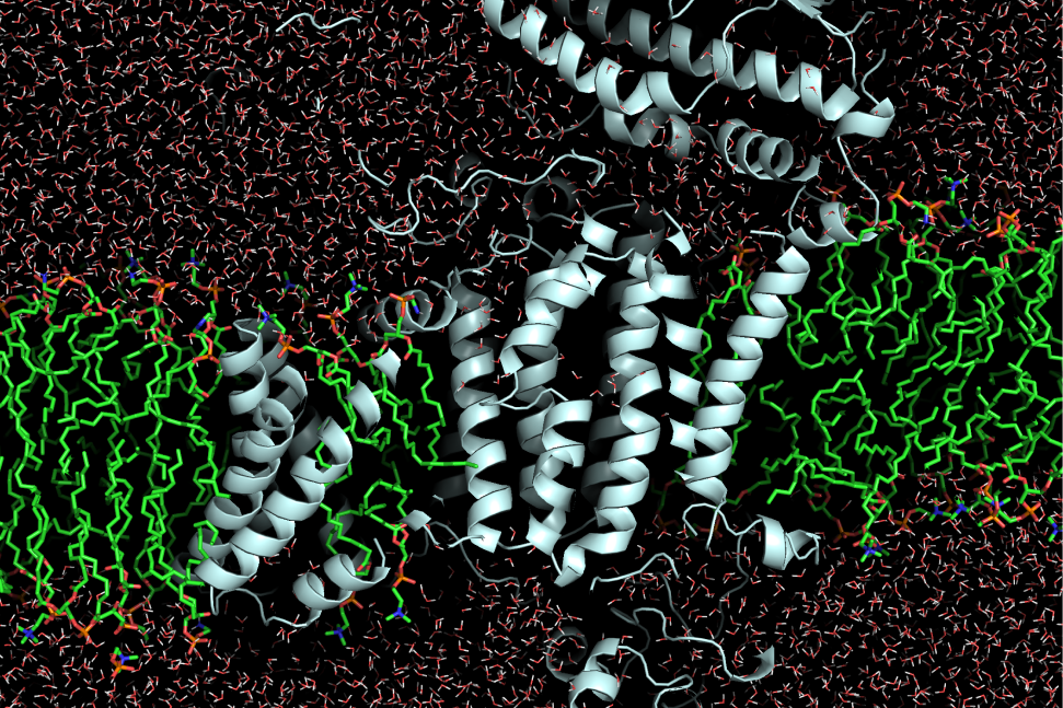 Utilizando o Santos Dumont, equipe de cientistas simulou, em nível atômico, o funcionamento do Complexo Respiratório I, proteína essencial para a vida, abrindo caminho para o entendimento de doenças metabólicas e neurodegenerativas.