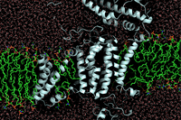 Supercomputador do LNCC/MCTI ajuda pesquisadores a desvendar mistério da "usina de energia" das células