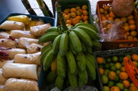 Plataforma AdaptaBrasil publica novos dados sobre segurança alimentar, biodiversidade, saúde e recursos hídricos