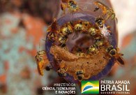 CNPq/MCTI LANÇA CHAMADA PARA PROJETOS DE PESQUISA COM POLINIZADORES