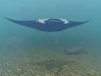 Região Nordeste apresenta diretrizes locais para o Plano Nacional para a Década do Oceano