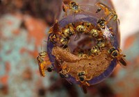 CNPq/MCTI promove reunião para acompanhar projetos da chamada de insetos polinizadores