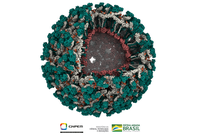 CNPEM/MCTI revela estrutura inédita de vírus causador da febre do Mayaro