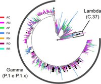 Corona-ômica BR MCTI estuda a dispersão do vírus SARS-CoV-2 no estado do Acre e identifica introdução da linhagem VOI lambda C.37.