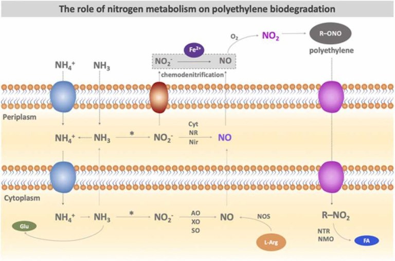 22032022_Figura_metabolismo_nitrogenio_biodegradacao_polietileno.jpg