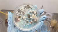 Antártica: brasileiros monitoram fungos que estão afetando musgos milenares
