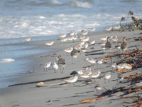 RedePrevir MCTI realiza busca ativa de vírus da gripe aviária em aves migratórias