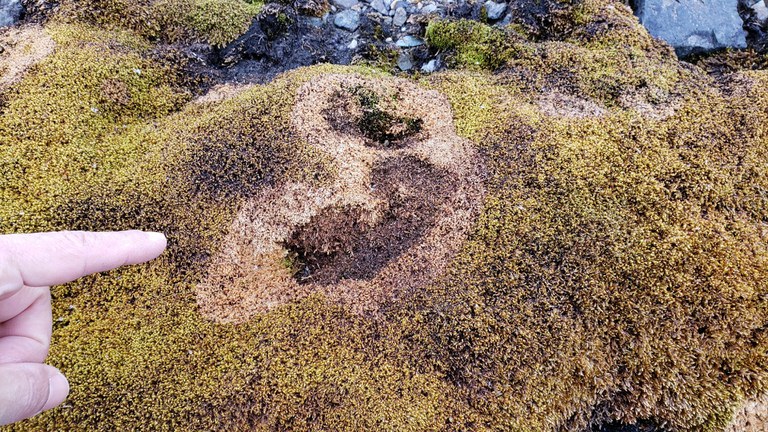 2_Detalhe de musgo antártico com anel de doença causada por fungos.jpg