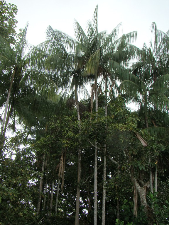 Açaí (Euterpe precatoria)_FOTO_ISCM.jpg