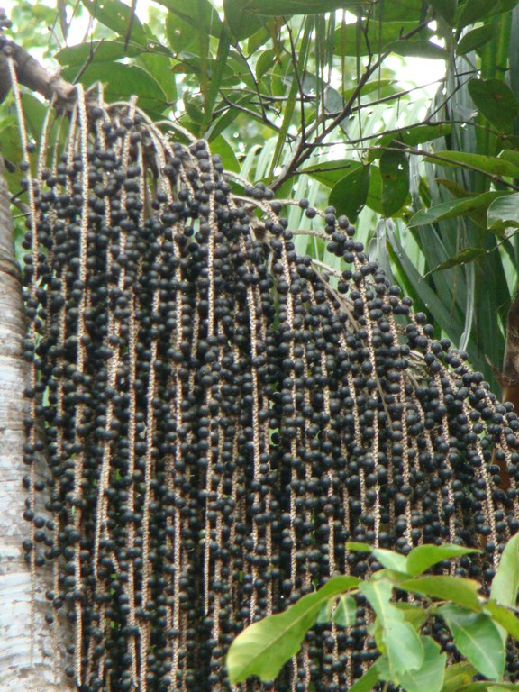 Açaí - fruto_FOTO_ISCM.jpg