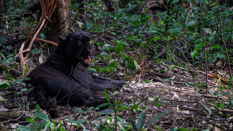 Foto: Miguel Monteiro/IDSM