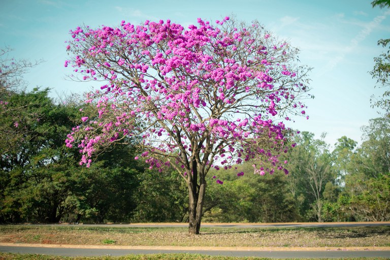 Foto: Rodrigo Cabral