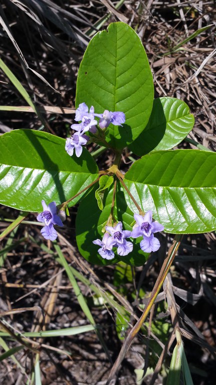 Vitex pomerana/Foto:Ellton John de Lírio
