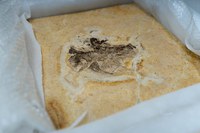 MCTI atua para repatriar fósseis retirados irregularmente do Brasil