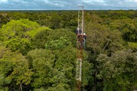 Primeira torre em floresta de várzea da Amazônia vai monitorar a emissão de gases de efeito estufa