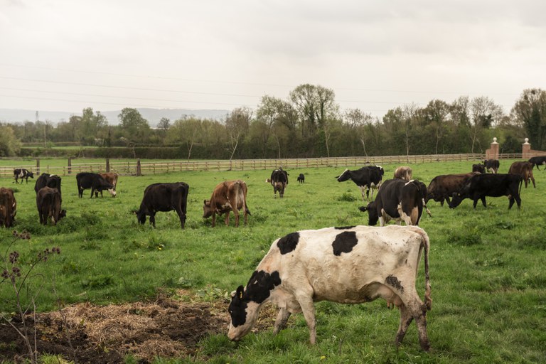 cows-grazing-nature.jpg