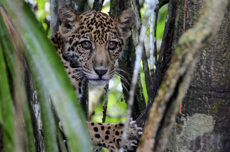 Cred Emiliano Ramalho - Instituto Mamirauá (2).JPG