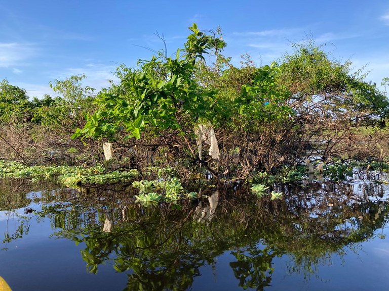 Estudo da Fiocruz Amazônia aponta extensa e preocupante contaminação por plásticos na Amazônia