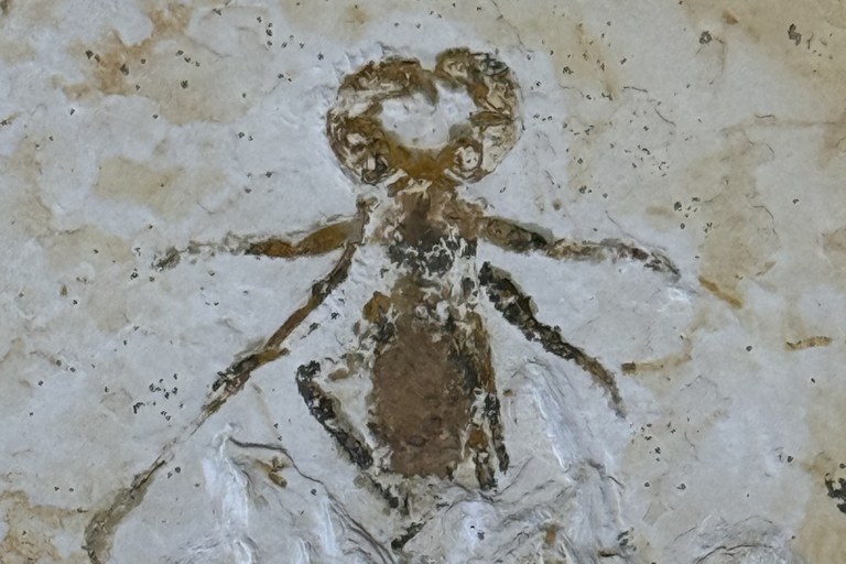 Fóssil raro de escorpião-vinagre repatriado ficará exposto em museu científico no Ceará