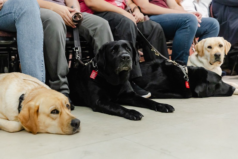 Cerimônia marcou a outorga de cinco animais de assistência e a doação de uma picape adaptada a um centro de formação. Iniciativa vai ampliar a autonomia, a mobilidade e o bem-estar de pessoas com deficiência visual
