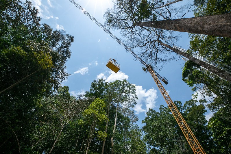 AmazonFace, COP30, DataClima+, editais que transformam pesquisa em desenvolvimento e projetos científicos na Amazônia fizeram de 2025 um ano de muitos avanços rumo ao fortalecimento da pesquisa