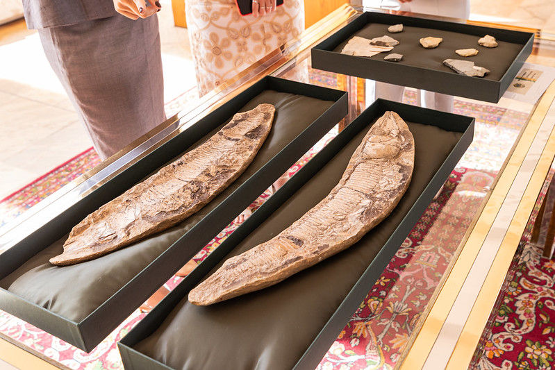 Originárias da Bacia do Araripe, as peças, uma de peixe e outra de crustáceo, ficarão expostas no Museu de Paleontologia Plácido Cidade Nuvens