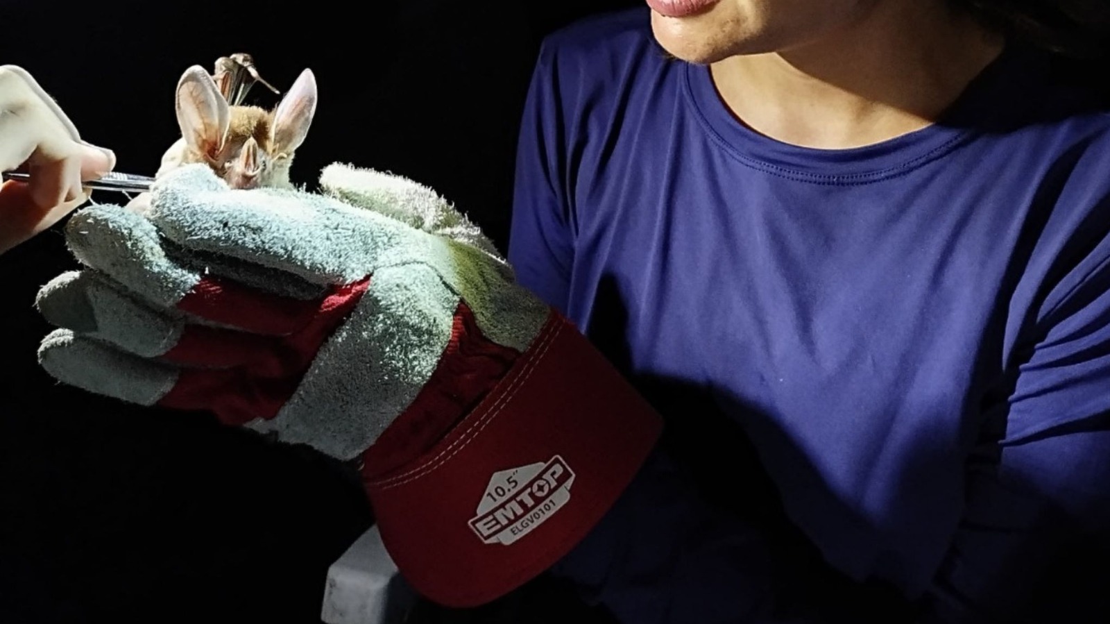 Após pesquisa do Instituto Mamirauá e distribuição do equipamento em comunidades no Amazonas, a quantidade de ataques caiu de 19% para 3%