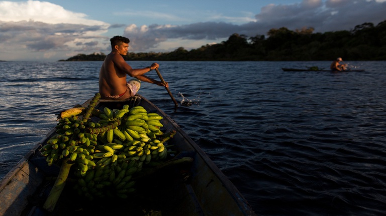 Mamirauá identifica potencial de 369 alimentos para fortalecer a segurança alimentar nacional