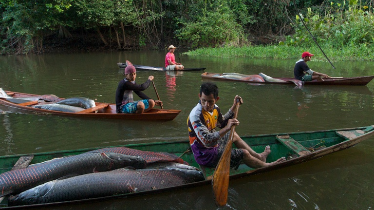 Mamirauá identifica potencial de 369 alimentos para fortalecer a segurança alimentar nacional