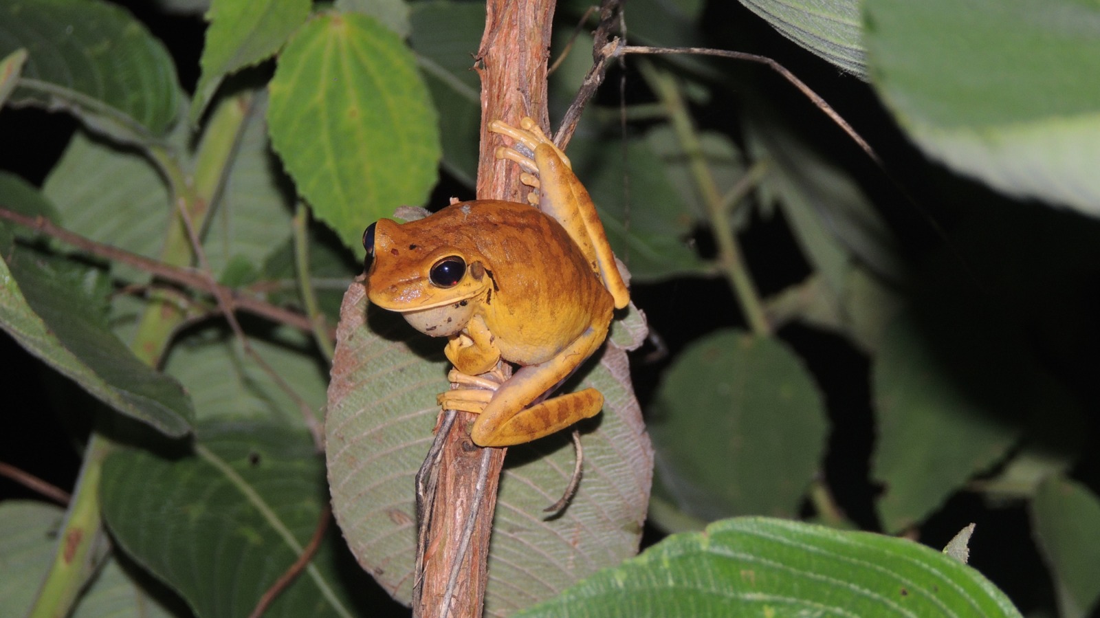 Pesquisa feita com a ajuda de pessoas que vivem e trabalham na região criou uma base para acompanhar os impactos das mudanças climáticas na fauna local