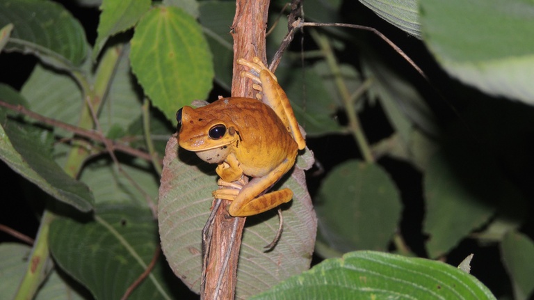 Registro de 99 espécies entre Cerrado e Pantanal ajuda cientistas a analisarem futuro dos biomas