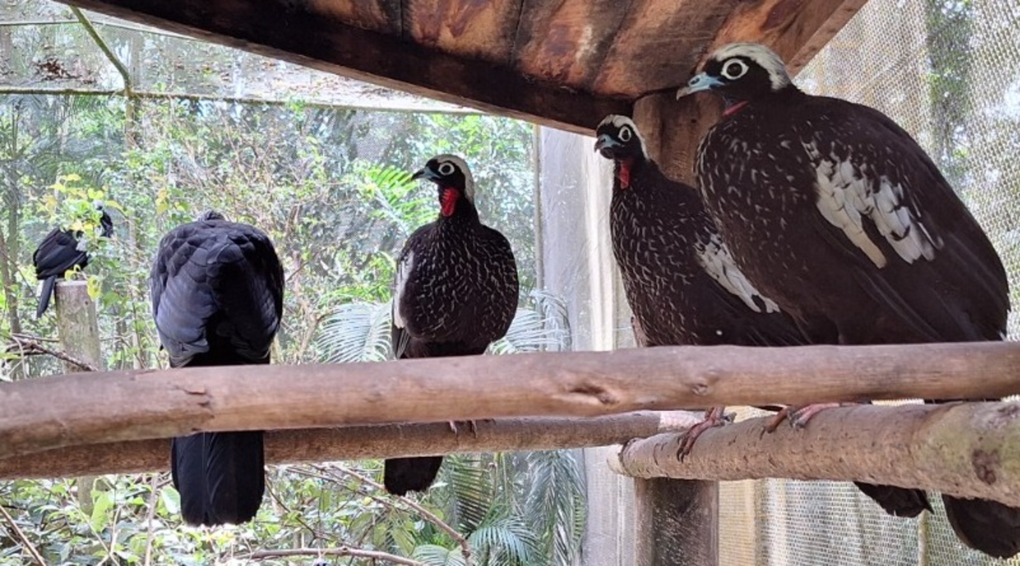 Primeiras jacutingas criadas no INMA devem ser devolvidas à natureza ainda neste ano