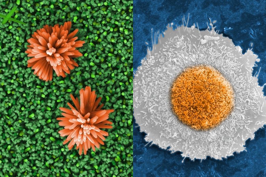Duas imagens captadas por microscópios do Cetene ganham prêmio nacional